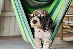 Read more about the article Perché si porta il cane in Pensione?
