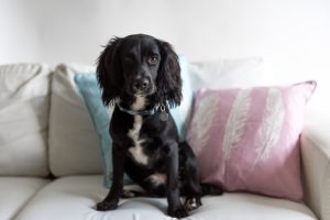 Read more about the article Cosa è una Pensione Casalinga per cani?