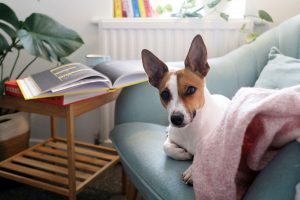 Read more about the article Come riconoscere una buona pensione casalinga da un lager per cani?