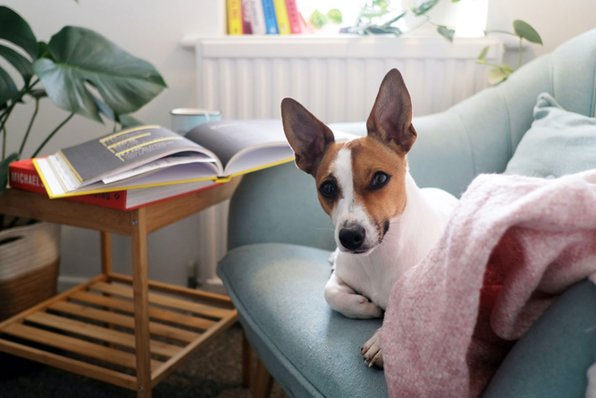 You are currently viewing Come riconoscere una buona pensione casalinga da un lager per cani?