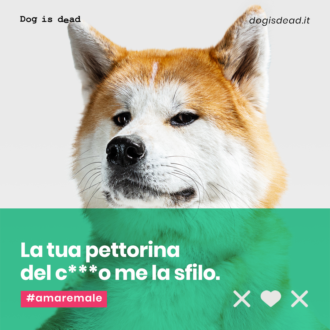 You are currently viewing Pettorina, trappola mortale